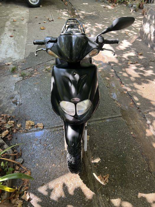 Scuter pegasus
