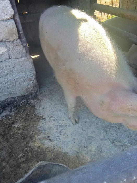 Porc 300 kg mai multe det de discutam la tel
